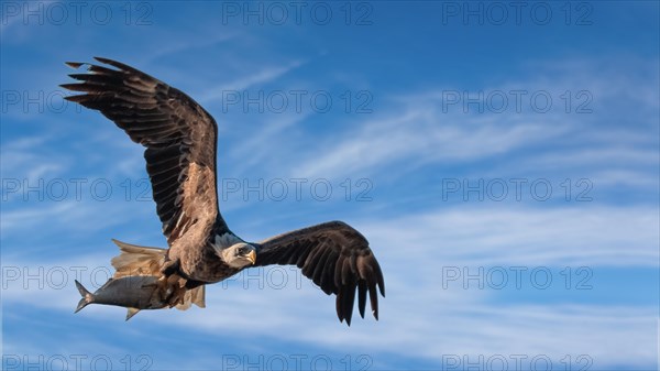 Osprey with a fish in its claws