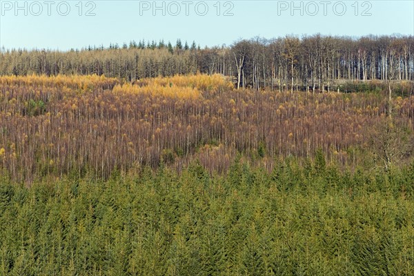 View over european spruce (Picea abies)