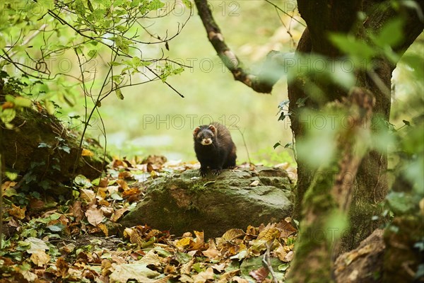 Ferret (Mustela putorius furo)