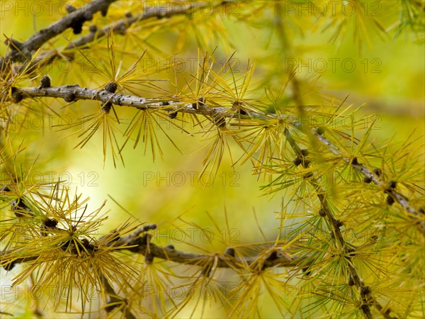 European larch (Larix decidua)