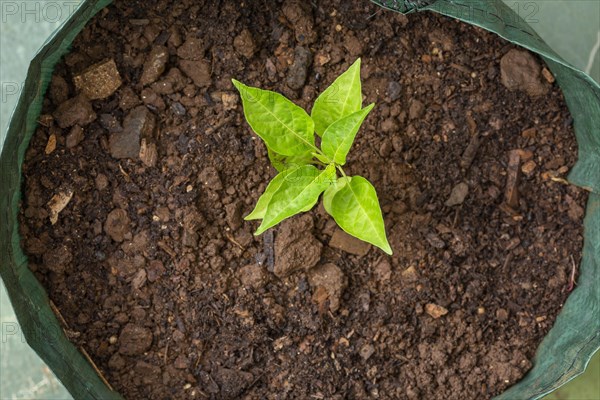 Birds eye chili (Capsicum frutescens) growing in grow bag