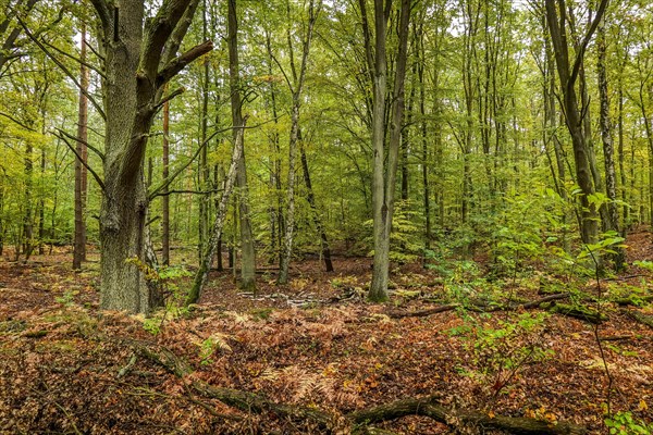 Forest