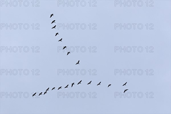 Flock of wild geese