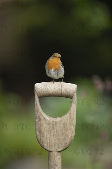 European robin (Erithacus rubecula) adult bird on a garden fork handle