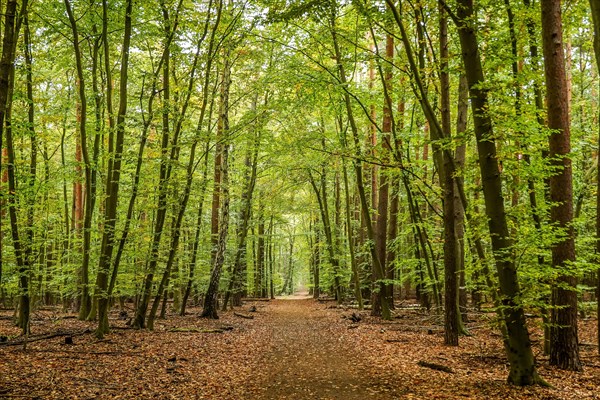 Waldweg