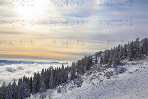 Snowy landscape