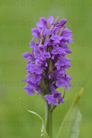 Western Marsh Orchid (Dactylorhiza majalis)