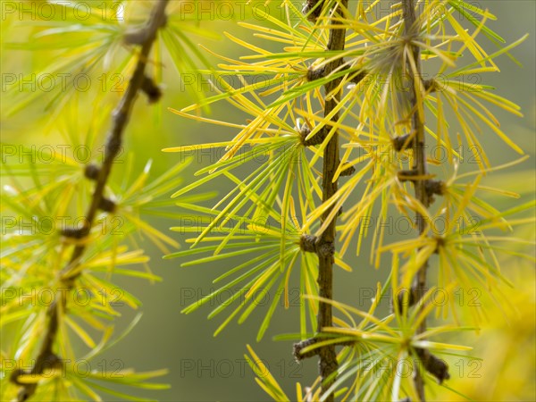 European larch (Larix decidua)