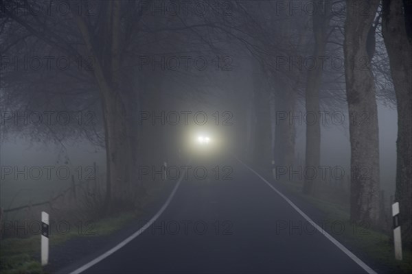 Avenue of trees in early morning fog