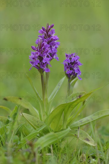 Western Marsh Orchid (Dactylorhiza majalis)