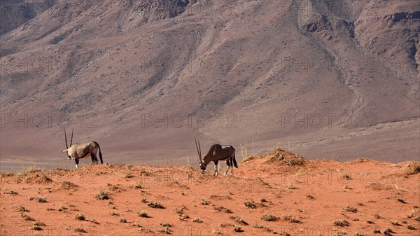 Oryx antelopes (Orxy gazella)
