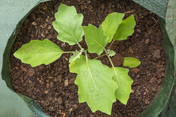Brinjal eggplant (Solanum melongena) plants growing in grow bag