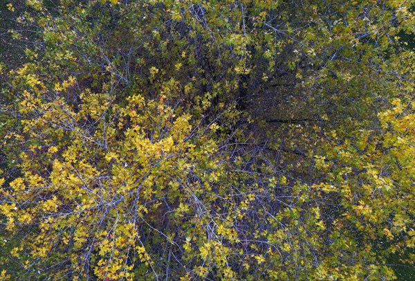 Drone image