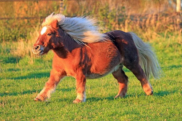 Horse (Equus)