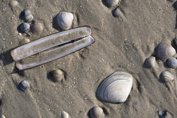 Mussels