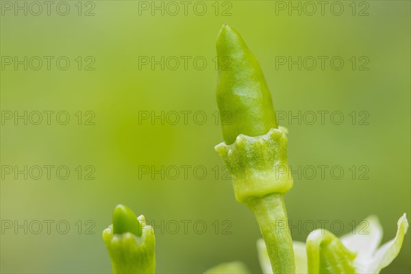 Close up shot of small fresh organic green chili (Capsicum frutescens)