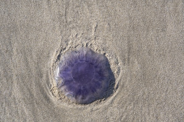 Blue jellyfish (Cyanea lamarckii) on a sandy beach