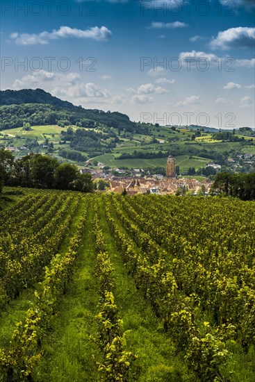 Arbois