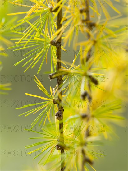 European larch (Larix decidua)