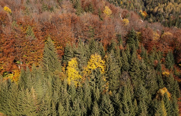 Drone image