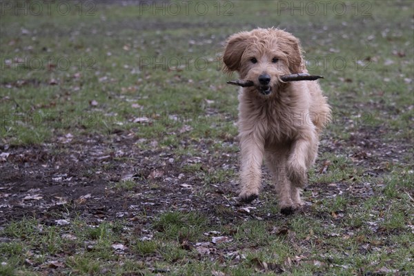 Dog with stick