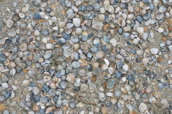 Mussel shells