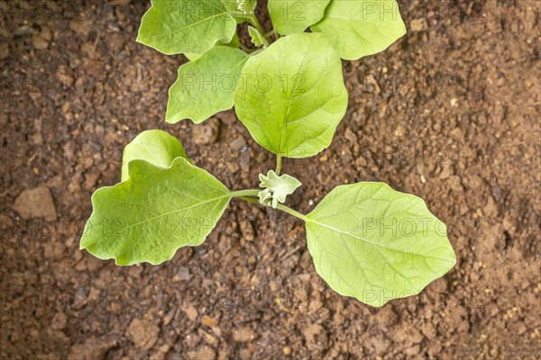 Brinjal eggplant (Solanum melongena) plants growing in grow bag
