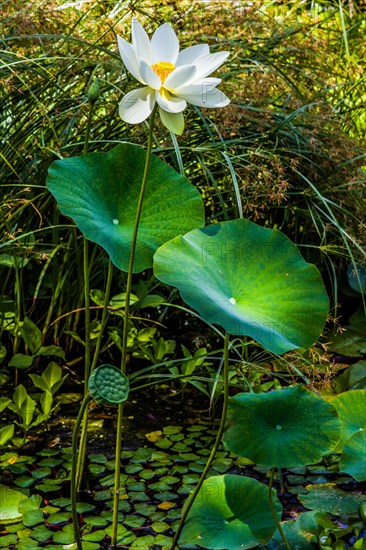 Water lilies and lotuses