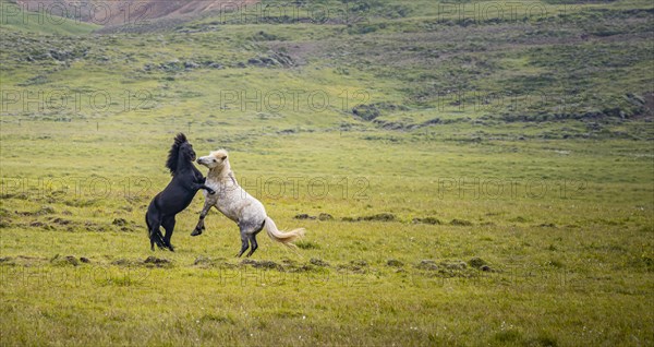 Two fighting stallions