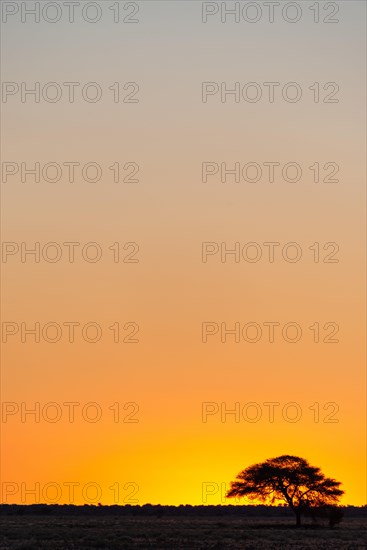 Play of colours after sunset in the Central Kalahari Game Reserve