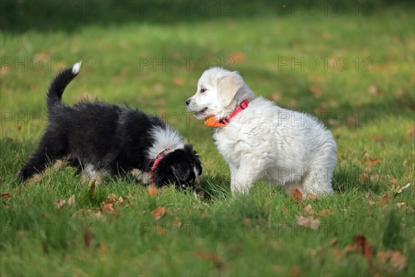 Golden Retriever and Australian Shepherd