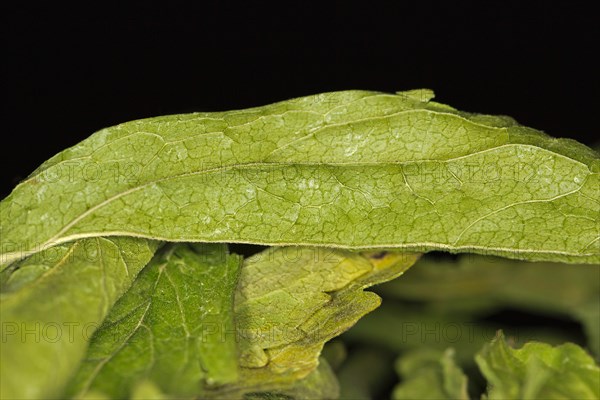 Dried stevia leafs