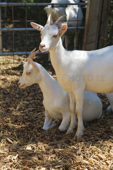 White goats