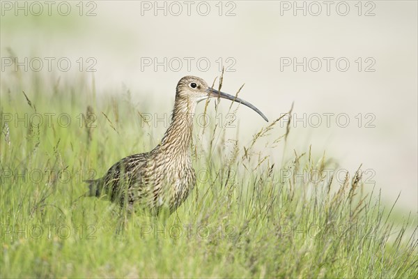 Curlew