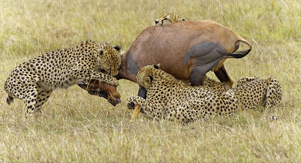 Four male cheetahs