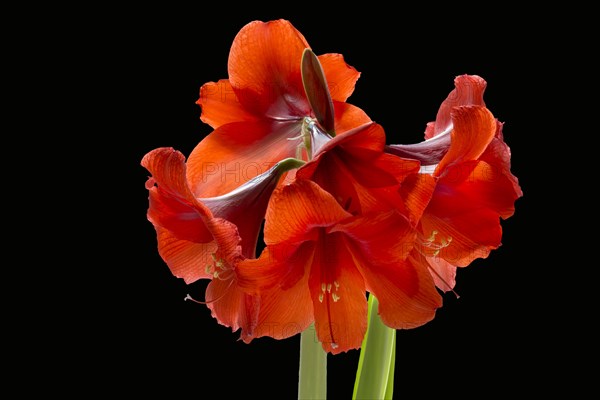 Amaryllis flowers on a white background