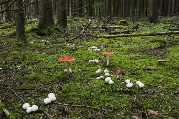 Common puffball