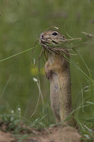 European ground squirrel