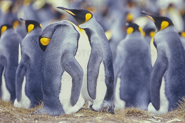 King penguins