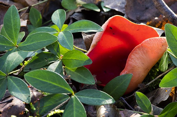 Scarlet elf cup