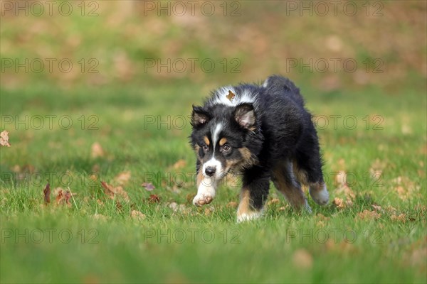 Australian Shepherd