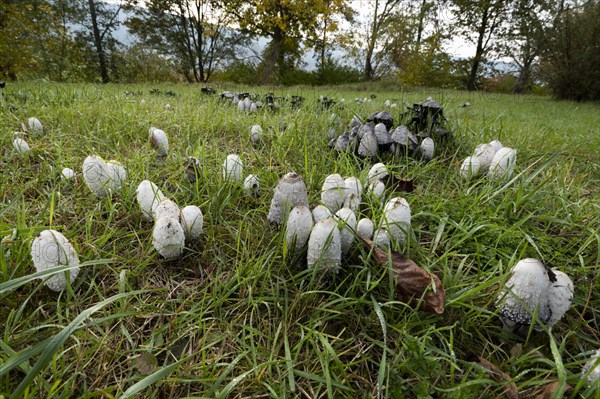 Shaggy ink cap