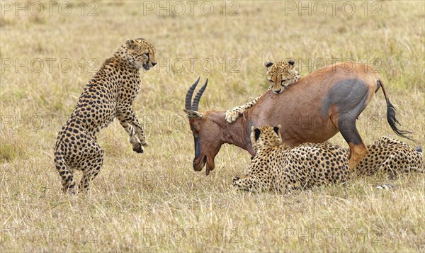 Four male cheetahs