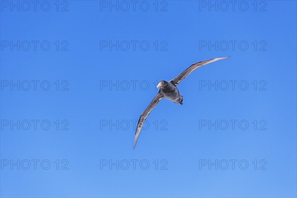 Giant Petrel