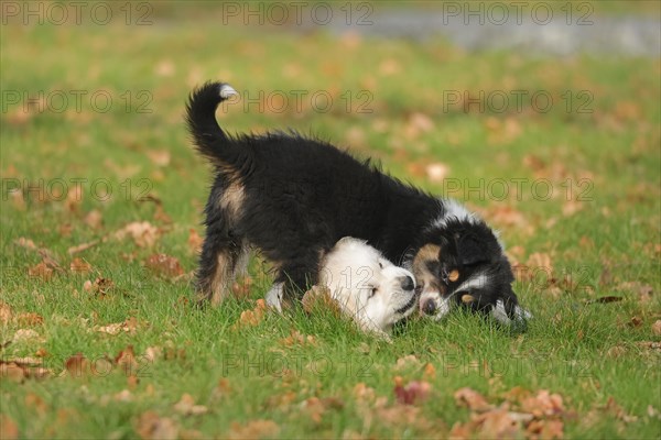 Golden Retriever and Australian Shepherd