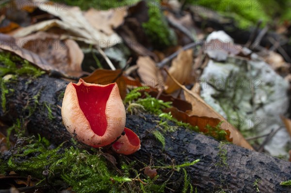 Scarlet elf cup