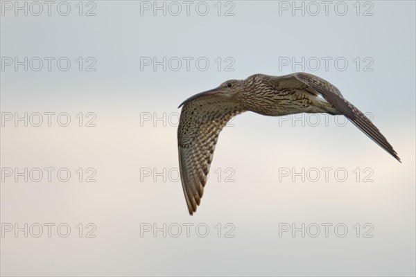 Curlew
