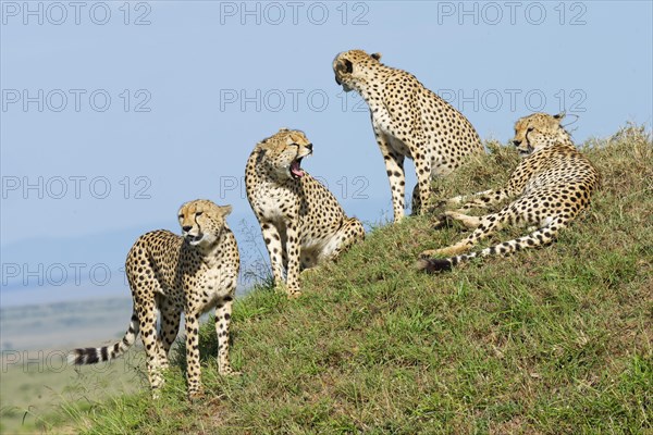 Four male cheetahs