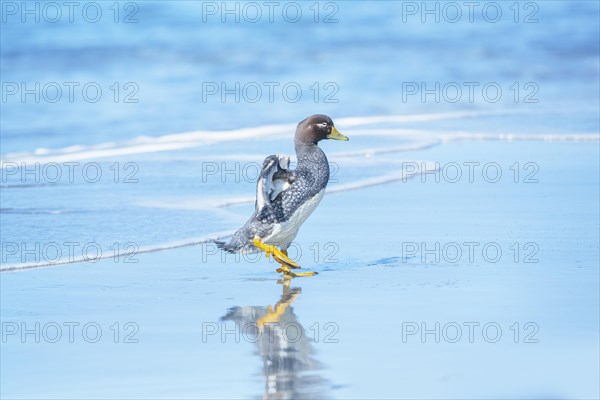 Steamer duck