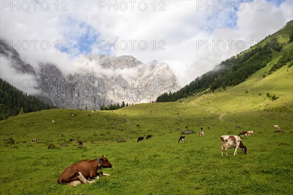Cows on pasture
